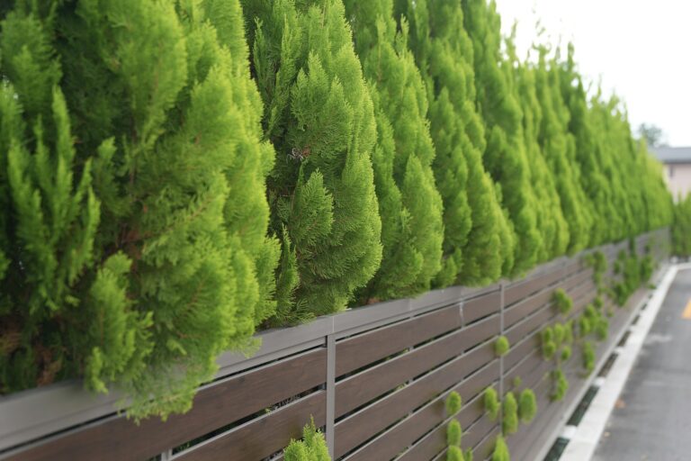 Hecke pflanzen Abstand: geschnittene Heckenpflanzen entlang eines modernen Zauns