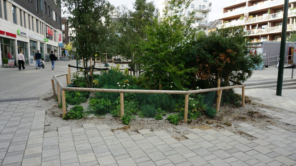 Hecke pflanzen Abstand: kleiner Garten mit jungen Sträuchern und Holzzaun