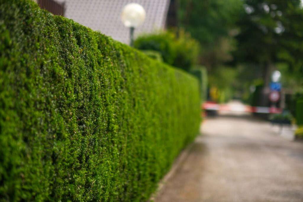 Hecke pflanzen Abstand zur Grenze: grüne Hecke an einer Wohnstraße vor einem Haus