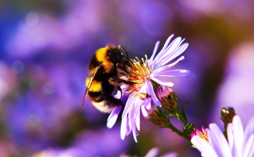 Hummel auf pinker Blüte im Naturgarten mit heimischen Pflanzen