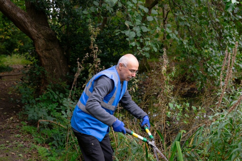Kirschlorbeer radikal schneiden: Gärtner kürzt Heckentriebe mit der Gartenschere