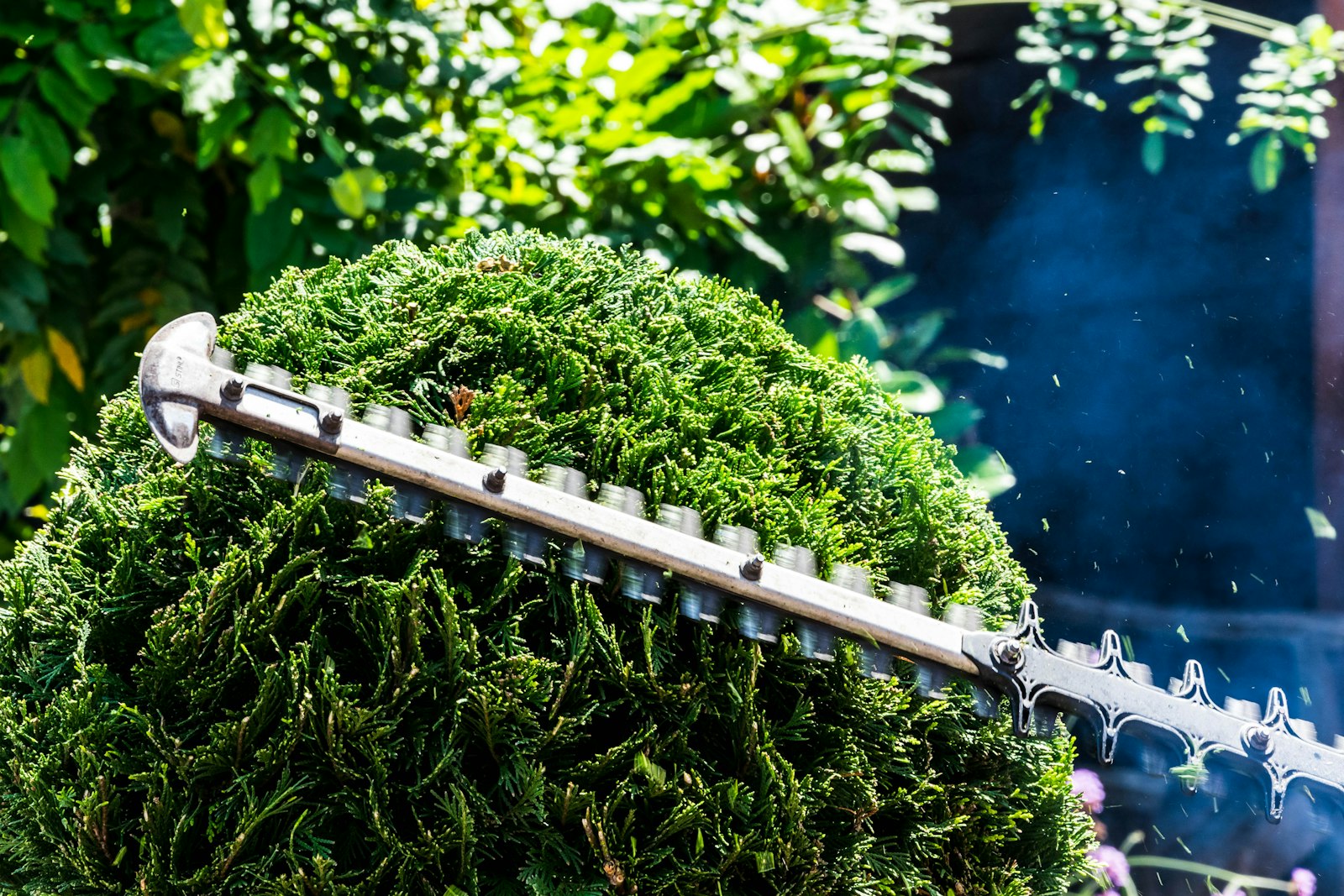 Kirschlorbeer radikal schneiden mit der Heckenschere im Garten