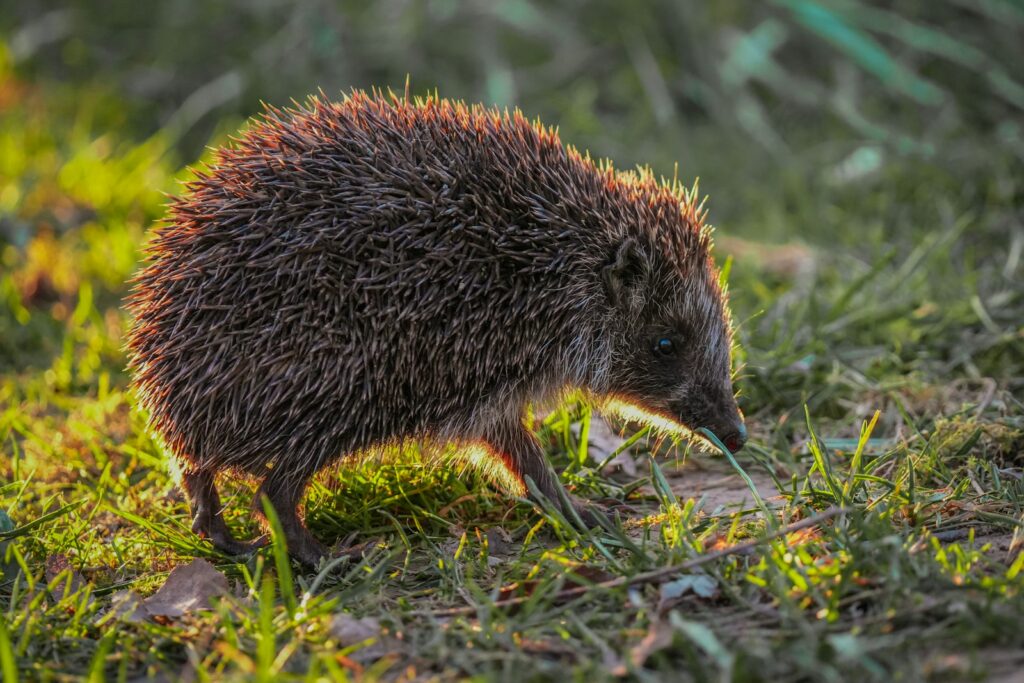 Mähroboter ohne Begrenzungskabel und Igelschutz: Igel in der Abenddämmerung auf dem Rasen