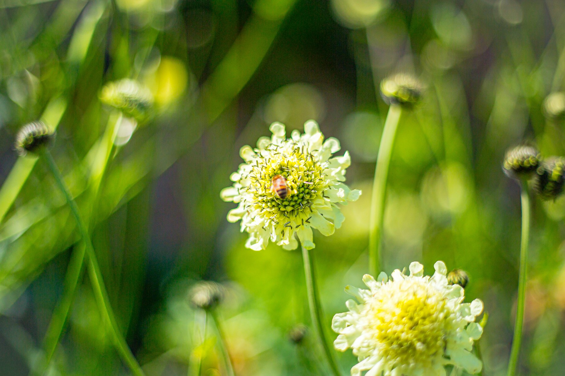 Naturgarten anlegen: blühende Wildblumenwiese mit heimischen Pflanzen