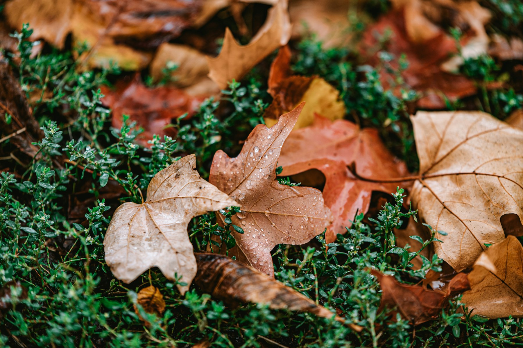 Rasen im Herbst: Rasenfläche mit Herbstlaub im Garten