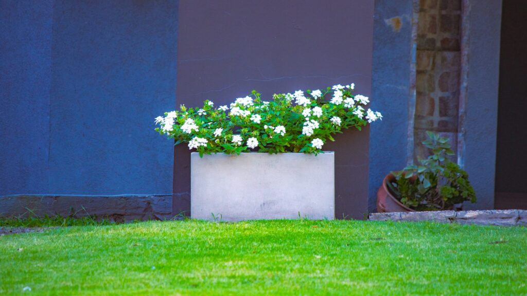 Sichtschutz Pflanzkasten: rechteckiger Beton-Pflanzkasten mit weißen Blüten im Garten