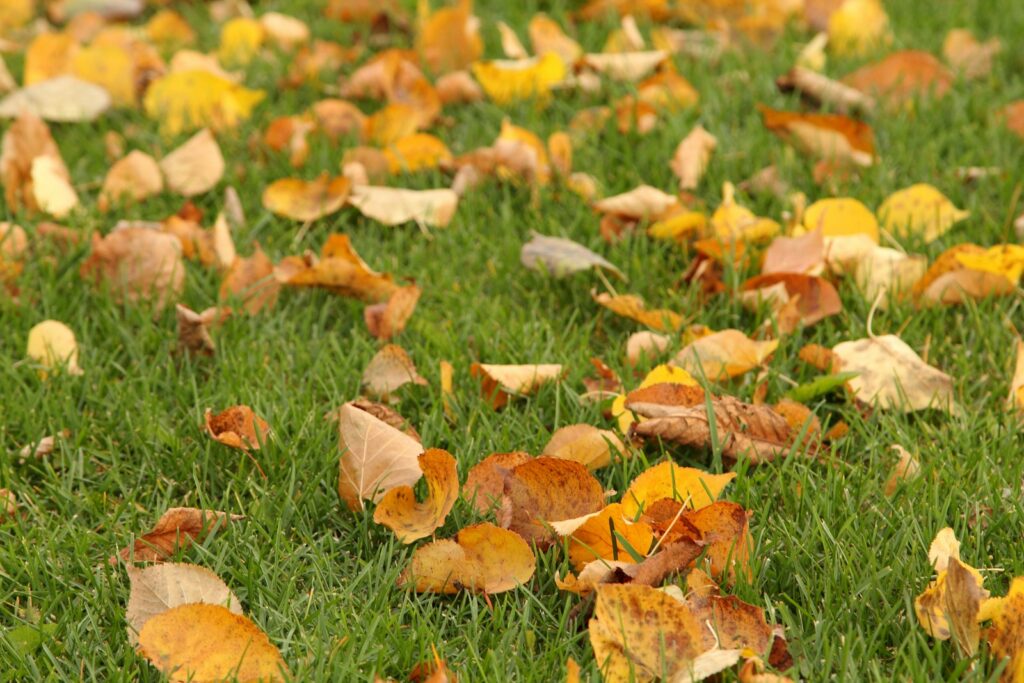 Trockenes braunes Herbstlaub auf einer Rasenfläche – Rasen im Herbst von Laub befreien