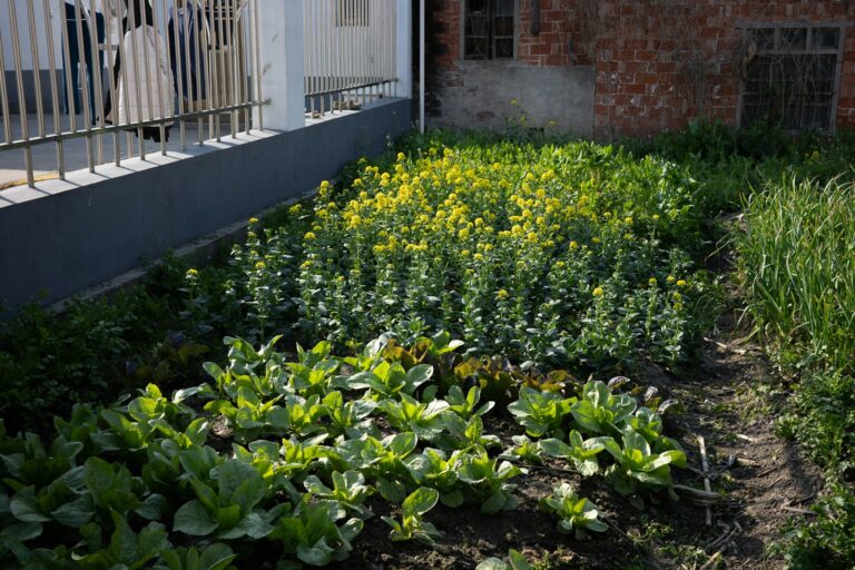 Wühlmäuse vertreiben: Gemüsebeet mit Salatreihen und Blumen im Garten