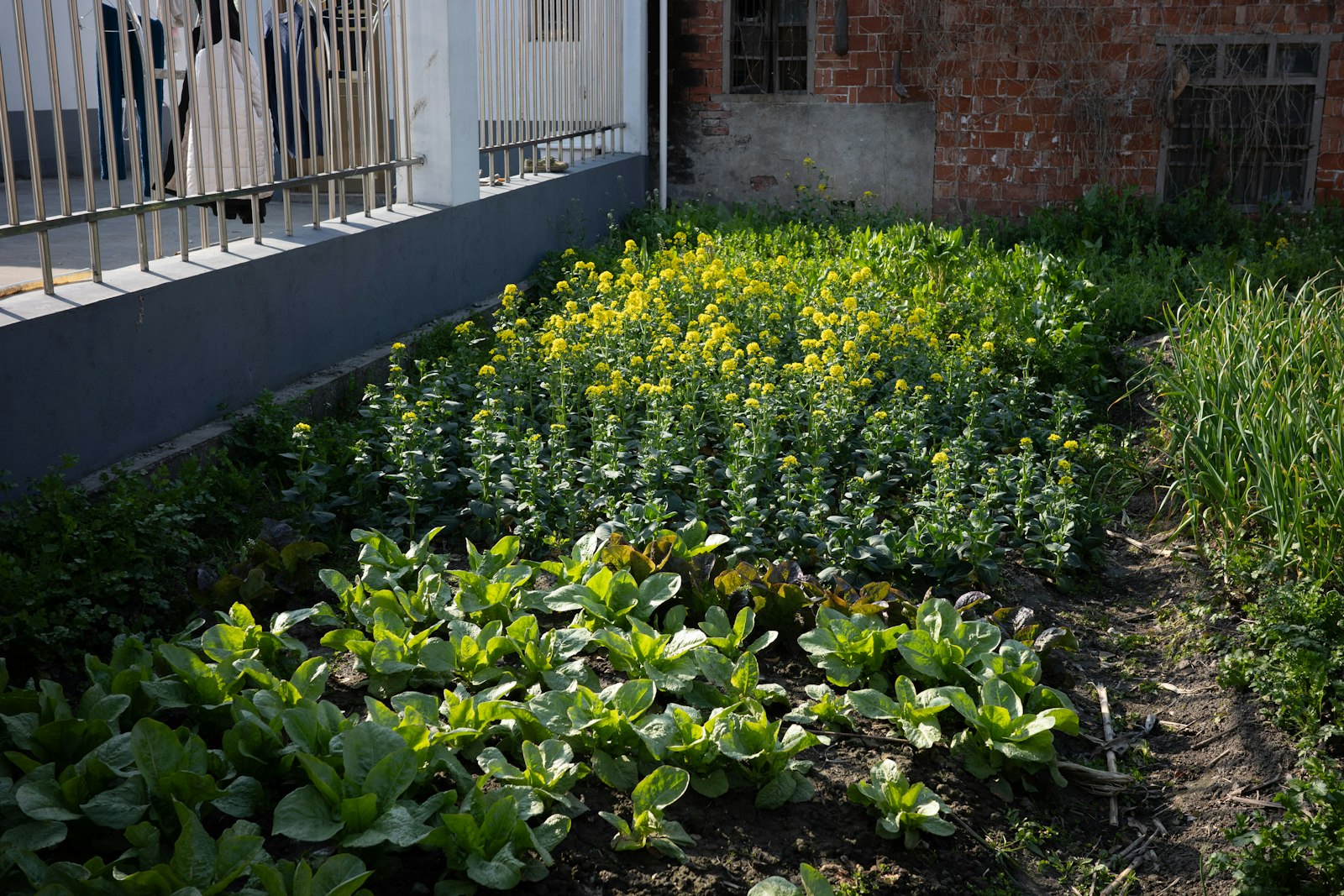 Wühlmäuse vertreiben: Gemüsebeet mit Salatreihen und Blumen im Garten